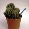 Notocactus_magnificus_1